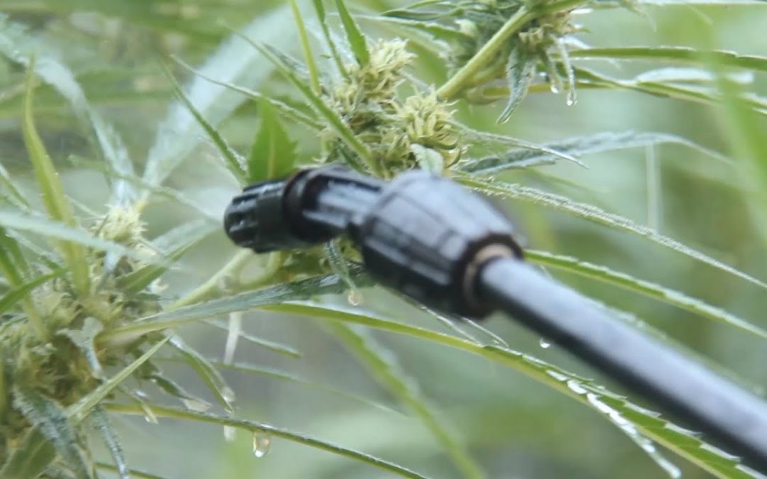 Paso a Paso #13 RESUMEN DE CULTIVO PASO A PASO