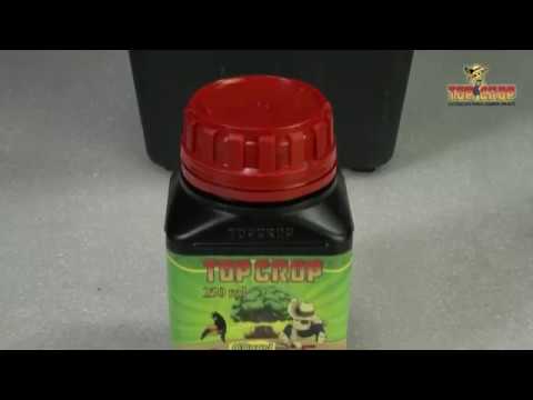 Green Explosion. Top Crop