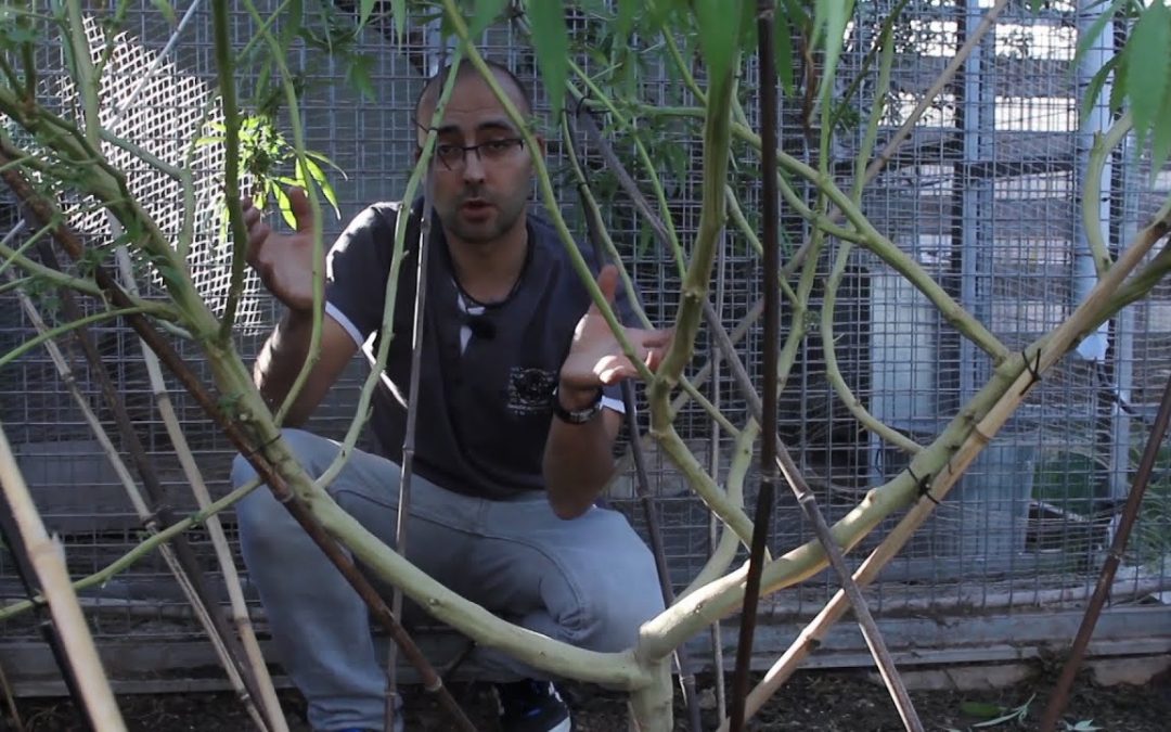 Marihuana Al Natural 11 A punto de Cosecha