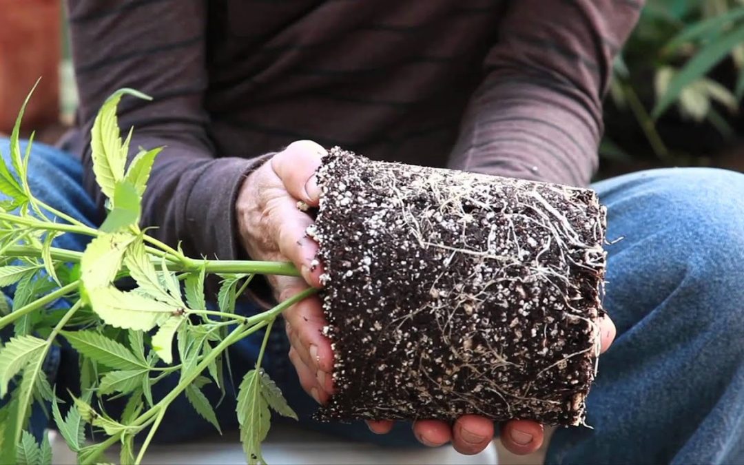 Grow Cannabis – Transplanting Lucid Dream into a SmartPot – by Jorge Cervantes