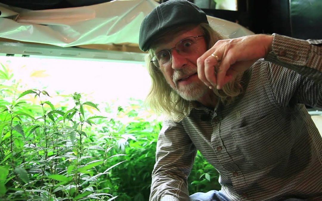 The Male Plant: A Closeup Look with Jorge Cervantes