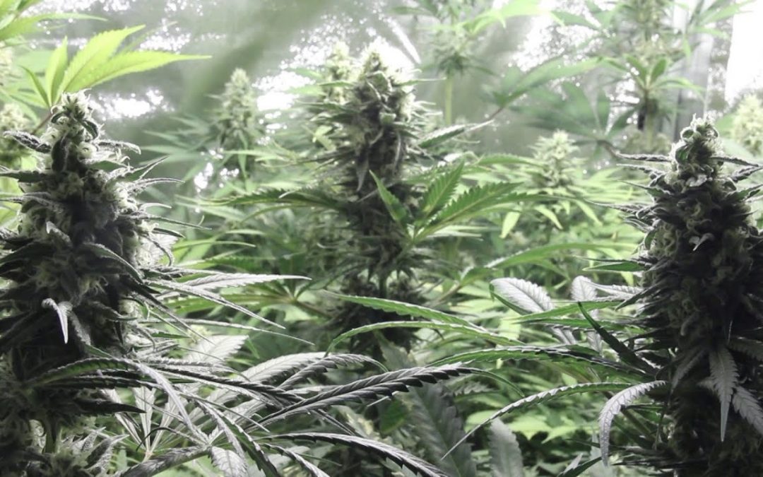 COSECHA, SECADO, CURADO Y CONSERVACIÓN de MARIHUANA Cultivo Paso a Paso #07