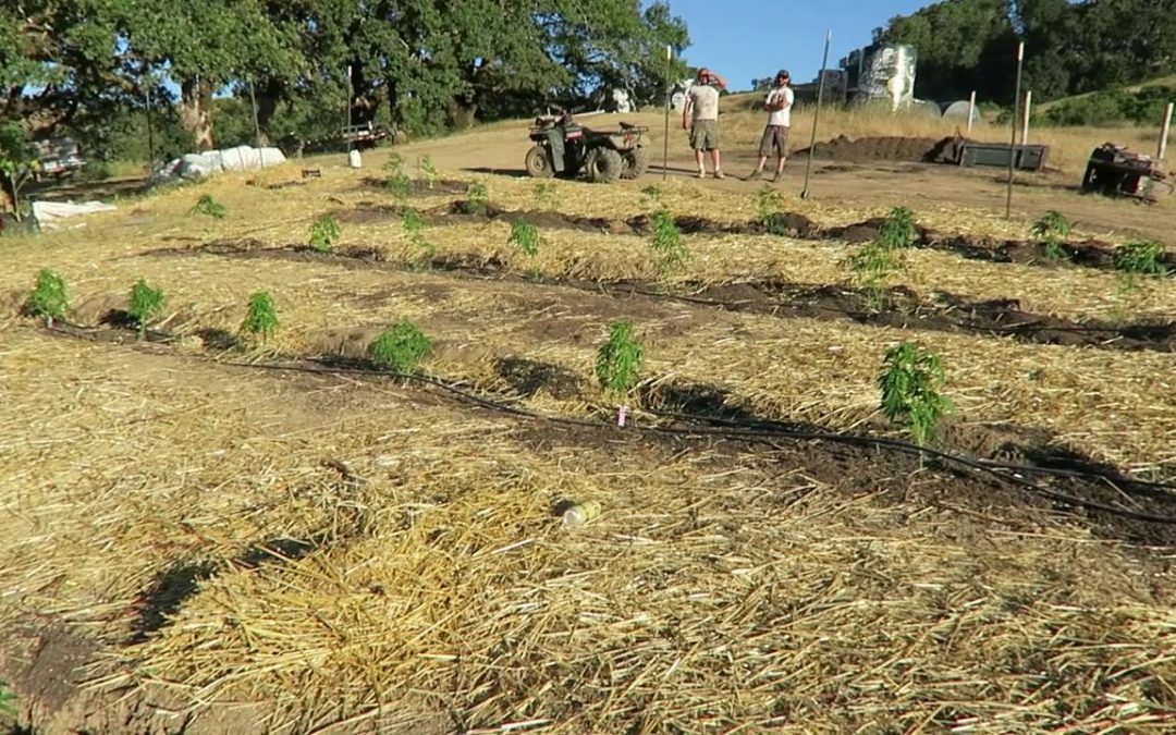 Grow Marijuana: Treat a Gopher to Lunch!