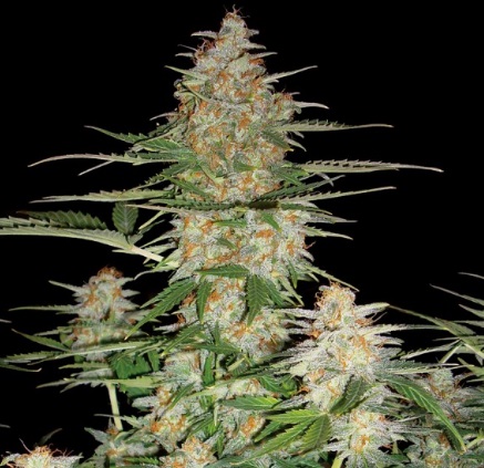 60-day-wonder-auto-dna-genetics