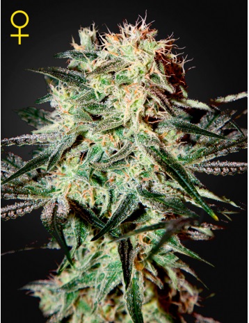 arjans-strawberry-haze-green-house-seeds