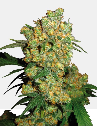 big-bud-regular-sensi-seeds