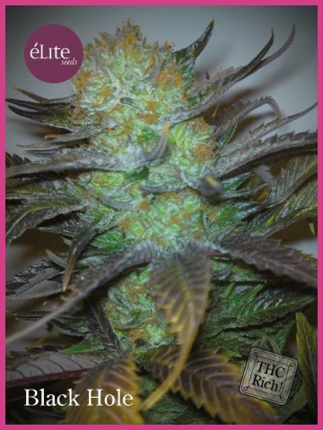 black-hole-elite-seeds