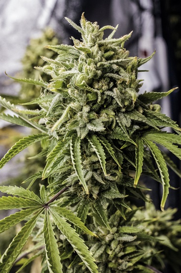 bubba-kush-auto-humboldt-seeds