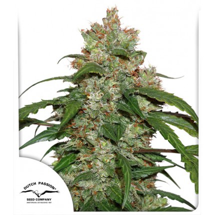 cbd-auto-white-widow-dutch-passion