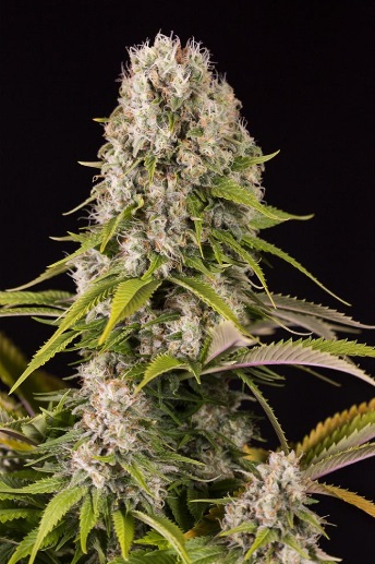 diesel-dinafem