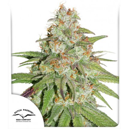 glueberry-og-dutch-passion