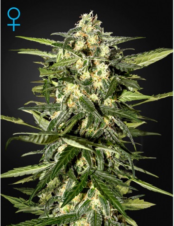 jack-herer-auto-green-house-seeds