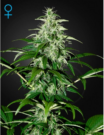 kalashnikova-auto-green-house-seeds