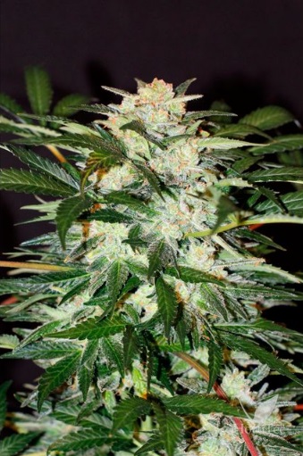 monster-mash-auto-exotic-seed