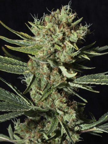 only-cbd-eva-seeds
