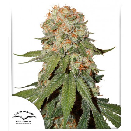 orange-bud-dutch-passion