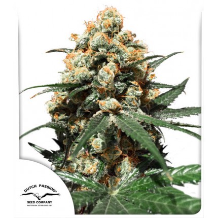 orange-hill-special-dutch-passion