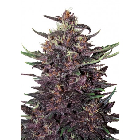 purple-kush-auto-buddha-seeds