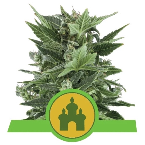 royal-kush-auto-royal-queen-seeds