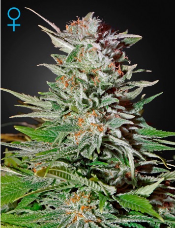 super-lemon-haze-auto-green-house-seeds