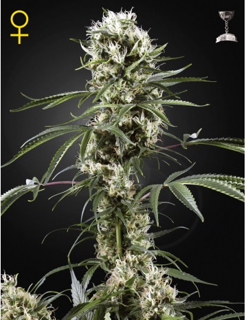 super-lemon-haze-green-house-seeds