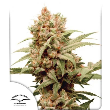 cbg-force-dutch-passion
