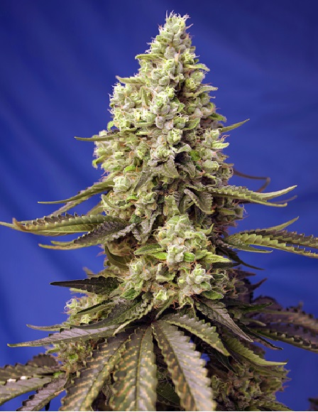 runtz-xl-auto-sweet-seeds