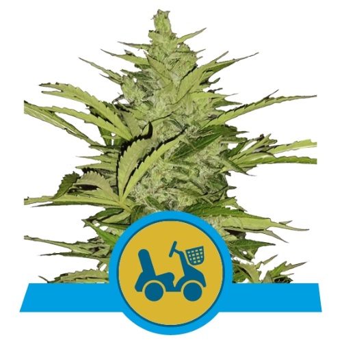 fast-eddy-auto-cbd-royal-queen-seeds
