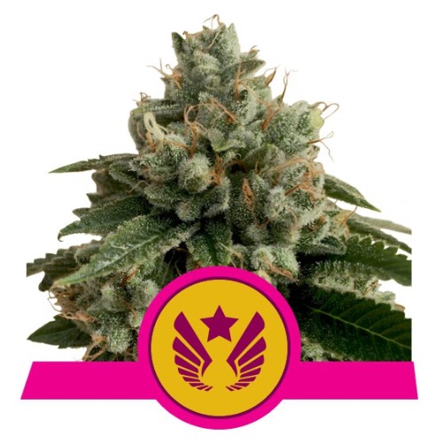 legendary-punch-royal-queen-seeds