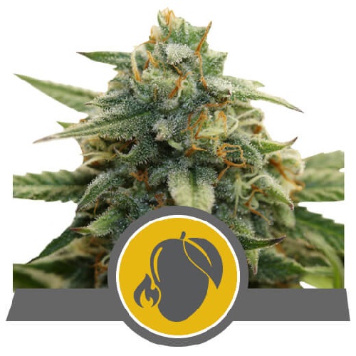 mango-crunch-regular-royal-queen-seeds