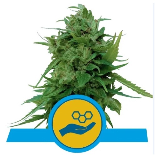 solomatic-cbd-royal-queen-seeds