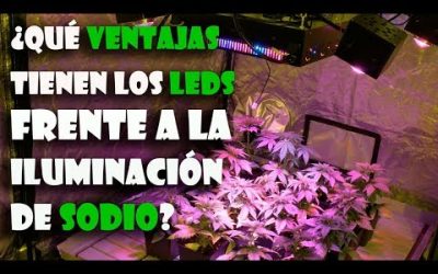 ¿Qué VENTAJAS tienen los LEDs frente a las luces de sodio en CULTIVO de MARIHUANA – TOP CULTIVO 24