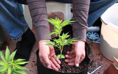 Grow Cannabis – What a difference a pot makes… – by Jorge Cervantes