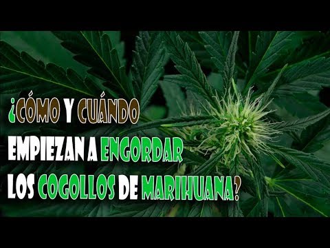 ¿Cómo y cuándo empiezan a ENGORDAR los COGOLLOS de MARIHUANA? TOP CULTIVO 49