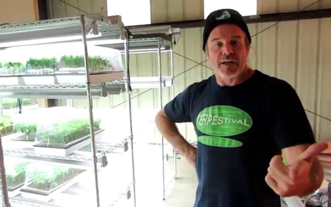 How To Operate A Marijuana Clone Nursery (Part Two)