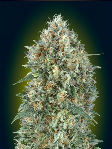 auto-gelato-33-advanced-seeds