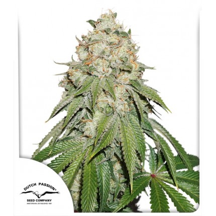banana-blaze-dutch-passion