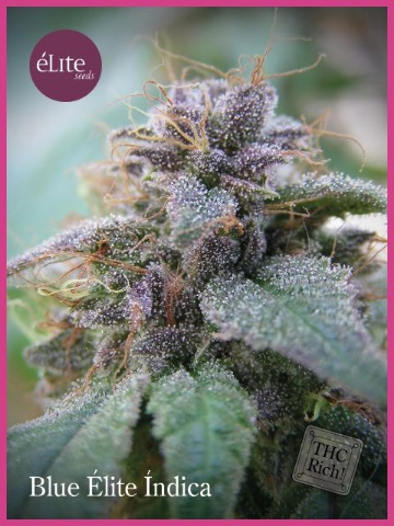 blue-elite-indica-elite-seeds