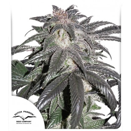 bubba-island-kush-dutch-passion