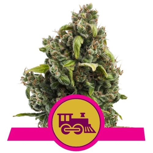 candy-kush-express-fast-royal-queen-seeds