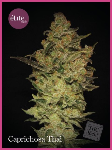 caprichosa-thai-elite-seeds