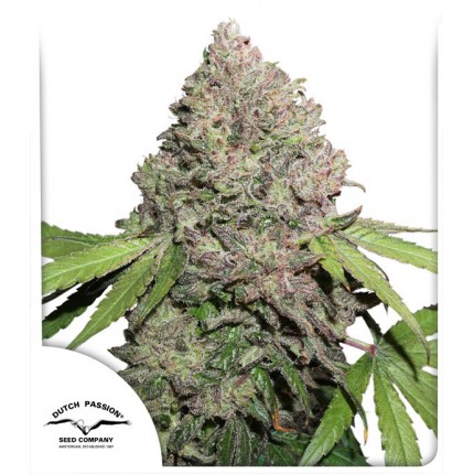cbd-charlottes-angel-dutch-passion