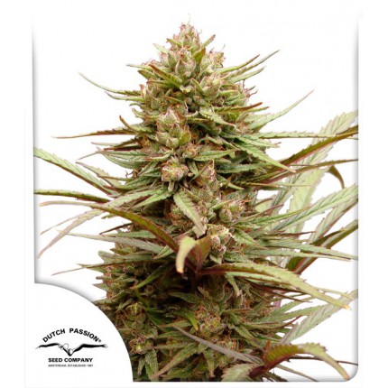 cbd-compassion-dutch-passion