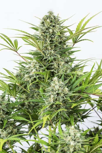 critical-cheese-auto-dinafem