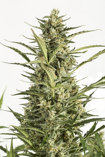 critical-jack-auto-dinafem