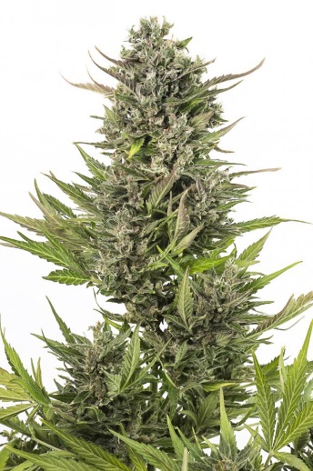 critical-mas-cbd-auto-dinafem