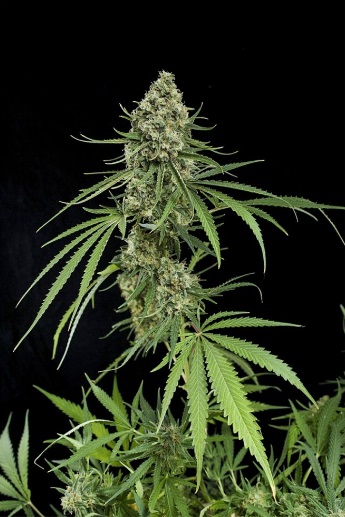 critical-mas-dinafem