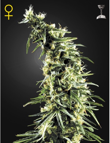 hawaiian-snow-green-house-seeds