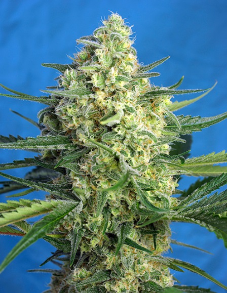 jack-47-xl-auto-sweet-seeds