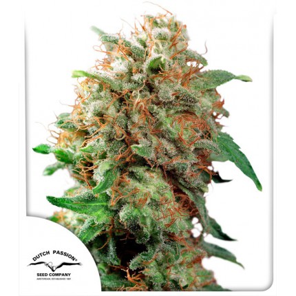 mazar-regular-dutch-passion